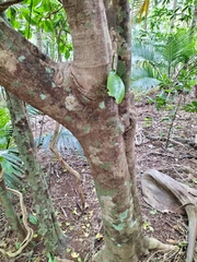 Melicope littoralis