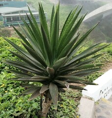 Agave karwinskii