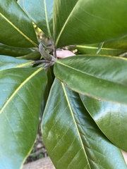 Magnolia grandiflora