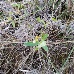 Caperonia castaneifolia