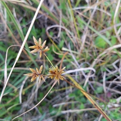 Cyperus lecontei