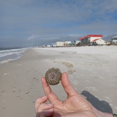 Lytechinus variegatus