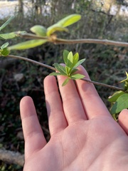 Lonicera fragrantissima