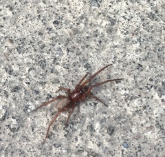 Megalostrata