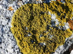 Polycauliona verruculifera