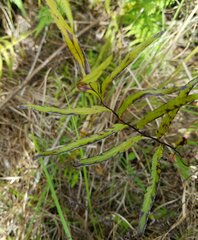 Pityrogramma trifoliata