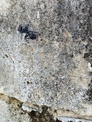 Cephalotes atratus