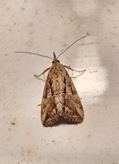 Hypena scabra
