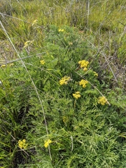 Lomatium caruifolium