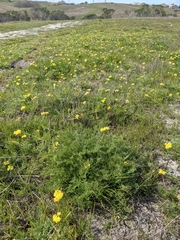 Lomatium caruifolium