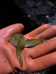 Apodichthys flavidus