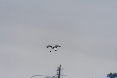 Larus glaucescens × occidentalis