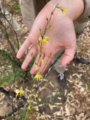 Anthocercis ilicifolia