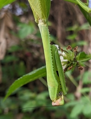 Stagmatoptera binotata