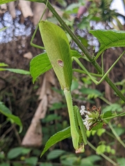Stagmatoptera binotata
