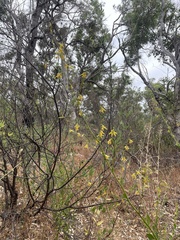 Anthocercis ilicifolia