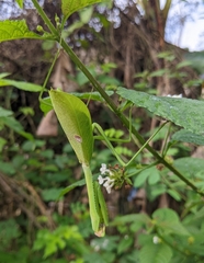 Stagmatoptera binotata