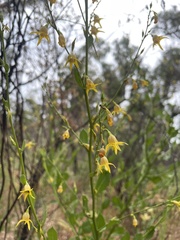 Anthocercis ilicifolia