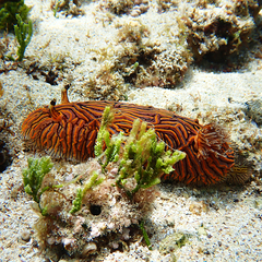 Halgerda willeyi