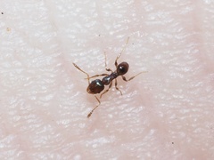 Pheidole metallescens