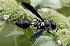 Zethus spinipes variegatus