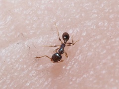 Pheidole metallescens