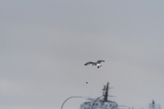 Larus glaucescens × occidentalis