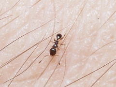 Pheidole metallescens
