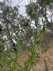 Anthocercis ilicifolia