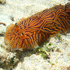 Halgerda willeyi
