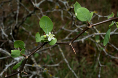 Lycium boerhaviifolium