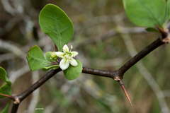 Lycium boerhaviifolium