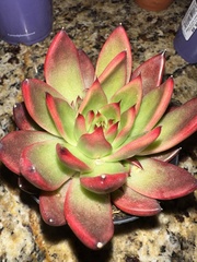 Echeveria agavoides