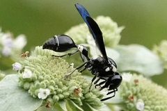 Zethus spinipes variegatus