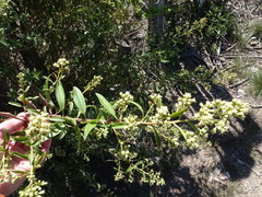 Baccharis punctulata