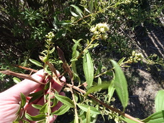 Baccharis punctulata
