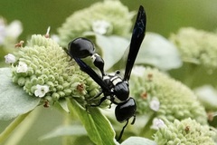 Zethus spinipes variegatus