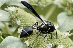 Zethus spinipes variegatus