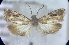 Cydia albimaculana