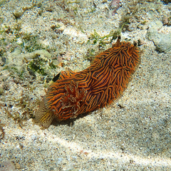 Halgerda willeyi