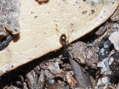 Pheidole metallescens
