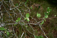 Lycium boerhaviifolium