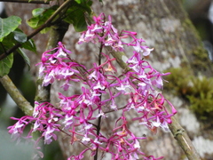 Epidendrum porphyreum
