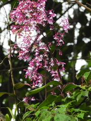 Epidendrum porphyreum