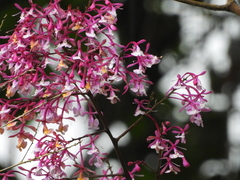 Epidendrum porphyreum