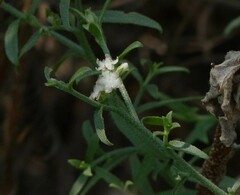 Echiochilon pauciflorum