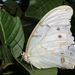 Mariposa Morfo Blanca Alas de Ángel - Photo (c) Ale Türkmen, algunos derechos reservados (CC BY-NC-SA), subido por Ale Türkmen
