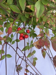 Nandina domestica