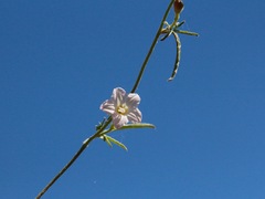 Convolvulus remotus