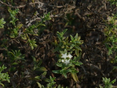 Echiochilon pauciflorum